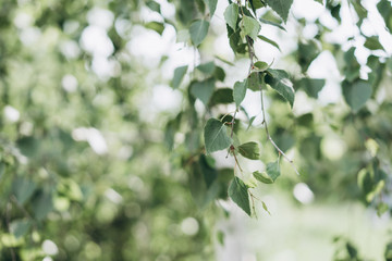 sun rays through birch branches