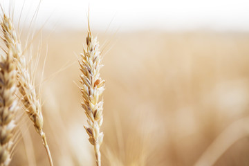 Wheat closeup. Wheat field. Rural scenery under shining sunlight