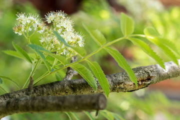 Rowan tree in bloom Branch of rowan tree with white flowers and green leaves