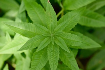 Lemon Beebrush, Lemon Verbena, Aloysia citrodora