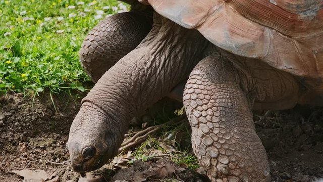 Galapagos tortoise eating
