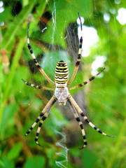 Wasp spider (Argiope bruennichi) on its web