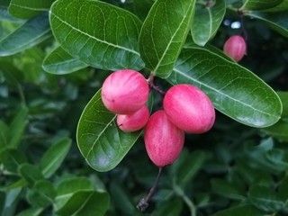 Koronda fruit 