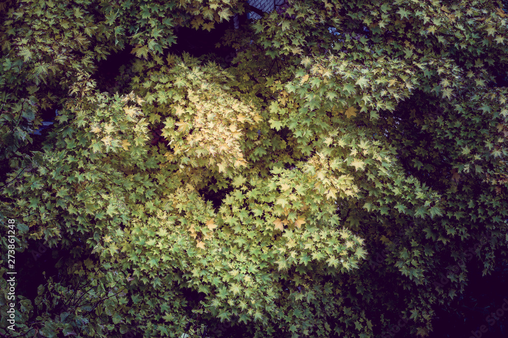 Wall mural Texture of maple leaves on the tree. Lots of yellow autumn leaves.