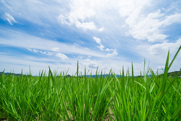 Obraz premium 稲 大空