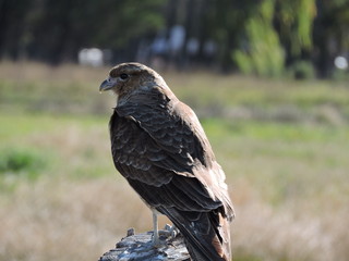 carancho III