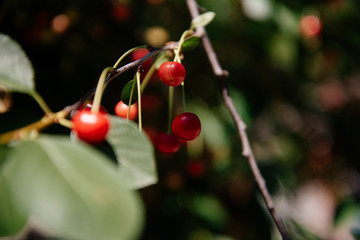 Obraz premium Ripe red cherry on a tree branch close up