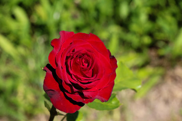 Red rose as a natural and holidays background.Red rose on the branch in the garden