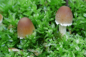 Psathyrella candolleana, known as pale brittlestem mushroom or common psathyrella, young specimens growing wild in Finland