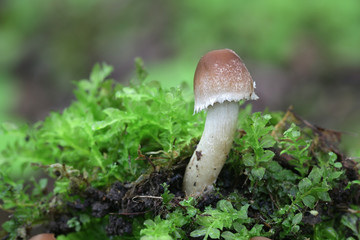 Psathyrella candolleana, known as pale brittlestem mushroom or common psathyrella, young specimens growing wild in Finland
