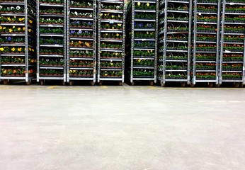 warehouse containers with flowers, floral containers in stock, pallets with plants