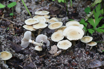 Agrocybe praecox, known as  Spring Fieldcap mushroom