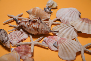Conchas, caracolas y estrellas de mar sobre fondo amarillo.