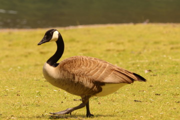 Canadian goose 