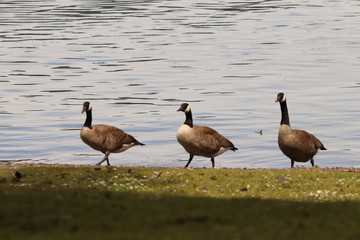 Canadian Geese 