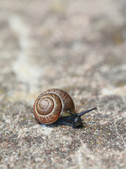 Arianta arbustorum, an edible land snail, sometimes known as the copse snail