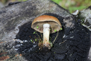 Pholiota highlandensis, known as the bonfire scalycap, and  Funaria hygrometrica, known as the bonfire moss, pioneer species of burned ground and forest fire areas
