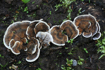 Bjerkandera adusta , known as the Smoky bracket fungus