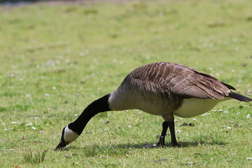 Canadian Goose 