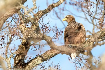 White-tailed eagle, Haliaeetus albicilla, sitting on tree in Hokkaido, Japan, during winter time, raptor perching on branch, isolated bird of prey, beautiful animal, exotic birding in Asia, adventure