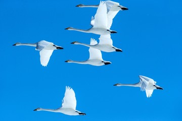 Flock of whooper swans (Cygnus cygnus) in flight with outstretched wings against blue sky, winter, Hokkaido, Japan, beautiful royal white birds flying, elegant animal, exotic birding in Asia