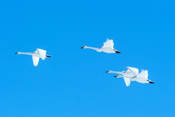 Flock of whooper swans (Cygnus cygnus) in flight with outstretched wings against blue sky, winter, Hokkaido, Japan, beautiful royal white birds flying, elegant animal, exotic birding in Asia