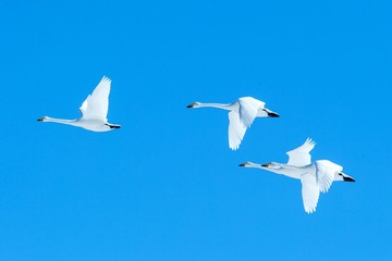Obraz premium Flock of whooper swans (Cygnus cygnus) in flight with outstretched wings against blue sky, winter, Hokkaido, Japan, beautiful royal white birds flying, elegant animal, exotic birding in Asia