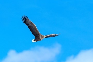 White-tailed eagle in flight, eagle flying against blue sky with clouds in Hokkaido, Japan, silhouette of eagle at sunrise, majestic sea eagle, wallpaper, bird isolated silhouette, birding in Asia