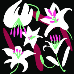 White lily flower vector with green and pink pistils on the black and red background. Graphic floral  ornament for templates, decoration, textile and other use.