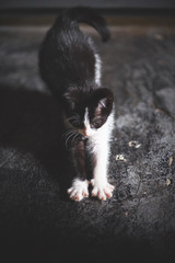 Homeless animals. abandoned kittens, cute kittens are playing, looking at the camera. Animal welfare in a homeless shelter. Low key, toned photo
