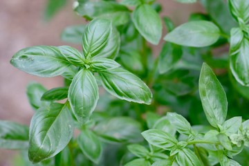 Basil,  family Lamiaceae. 
