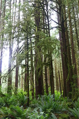 Lower falls trail, Golden Ears Provincial Park BC Canada 