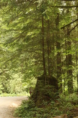 Lower falls trail, Golden Ears Provincial Park BC Canada 