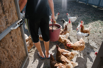 Obraz premium Feeding chickens in the barnyard. A person feeds chickens with grain