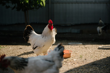 White cock posing in barnyard close up