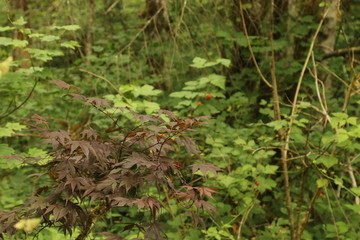 Trail plants