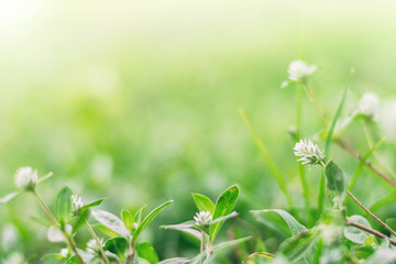 green color flower whit light background