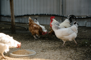 Feeding chickens in the barnyard. A person feeds chickens with grain