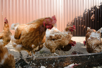 Feeding chickens in the barnyard. A person feeds chickens with grain