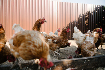 Feeding chickens in the barnyard. A person feeds chickens with grain