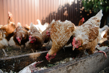 Feeding chickens in the barnyard. A person feeds chickens with grain