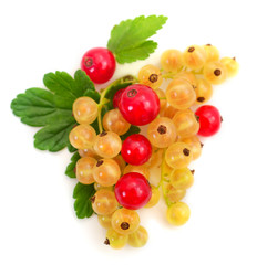 White currant fruit.