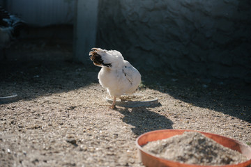Feeding chickens in the barnyard. A person feeds chickens with grain