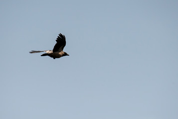 detail of flying magpie against blue sky