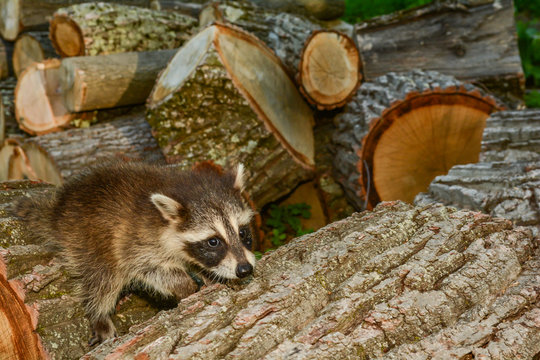 Impact Of Habitat Loss On Species