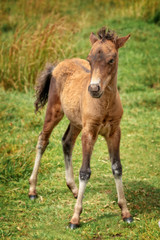 Naklejka na ściany i meble Cute Dartmoor Pony young foal standing