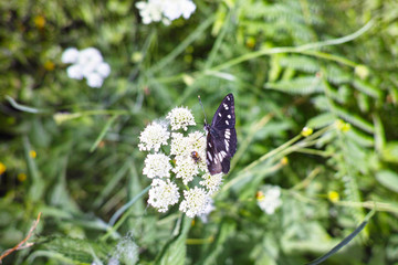 detail of Neptis rivularis ion a meadow