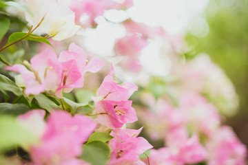 bright blooming bougainvillea vintage tone