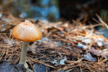 Orange woodland mushroom with forest leaves on the ground ~WOODLAND~