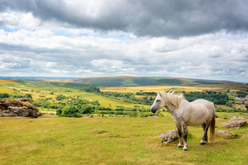 Fototapeta na wymiar Dartmoor Pony near Saddle Tor, Dartmoor, Devon, UK